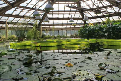 Ботанический сад Петра Великого — подробное описание, адрес и фото
