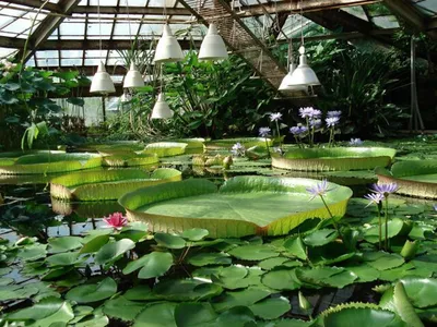 Ботанический сад Петра Великого в Санкт-Петербурге - DROOGIE