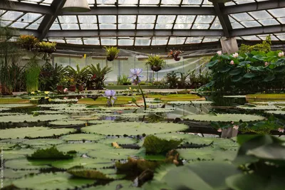 Оранжереи Ботанического сада закрыли из-за жары | ОБЩЕСТВО | АиФ Санкт- Петербург