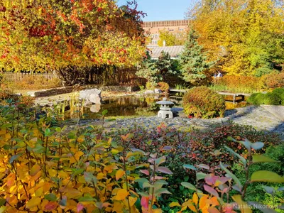 Ботанический сад Санкт-Петербурга: где находится, описание, история