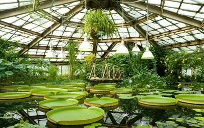Ботанический сад Санкт-Петербурга