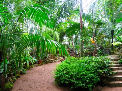 Ботанический сад Петра Великого открывает Водную оранжерею