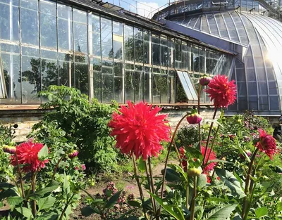 Цветок и бит: проект ЛЭТИ для Ботанического сада