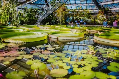 В Ботаническом саду СПбГУ открыли летний сезон и выставку тематических садов  | Санкт-Петербургский государственный университет