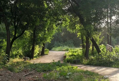 Файл:Тополя в Ботаническом саду Ташкента.JPG — Википедия