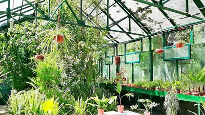 Интервью: Зачем нужны ботанические сады и какие развлечения в них могут  быть – Новости Узбекистана – Газета.uz