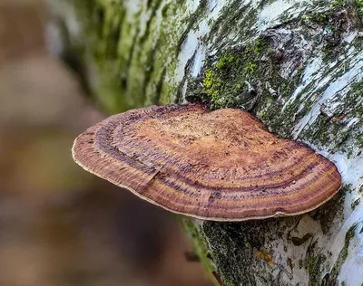гриб чага на березе в лесу стоковое фото. изображение насчитывающей  микстура - 231345292