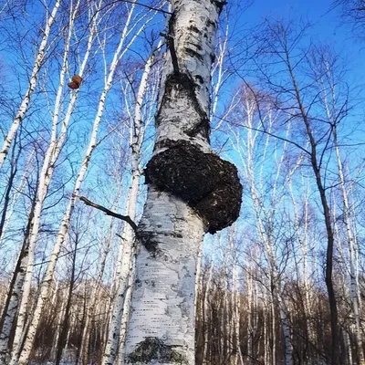 На каких деревьях растет чага, как отличить его от трутовика? -  Truehunter.ru