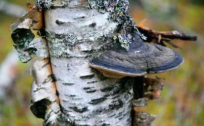 Чага - уникальный Сибирский берёзовый гриб Новый урожай | AliExpress