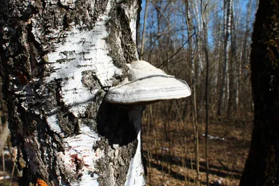 Лекарств: итоги гриб Chaga на березе в лесу. Kopenick Берлин, Германия  Стоковое Фото - изображение насчитывающей художничества, цвет: 202840614