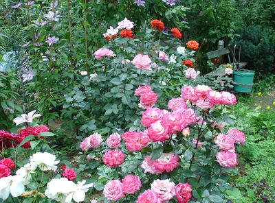 Чайно гибридные розы в саду фото фотографии