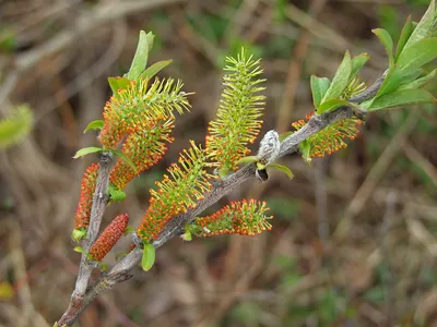 И́ва бе́лая (Salix alba) - PictureThis