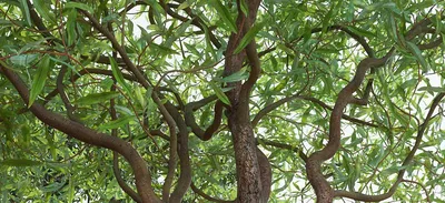 Ива, другие виды и сорта | Ива | Лиственные деревья | Каталог растений |  CАДиК