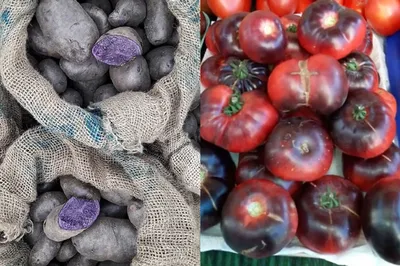 Черная Магия на огороде: сибирячка выращивает фиолетовую картошку и темные  помидоры - KP.RU