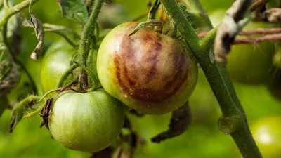 Что такое фитофтора на помидорах фото фото