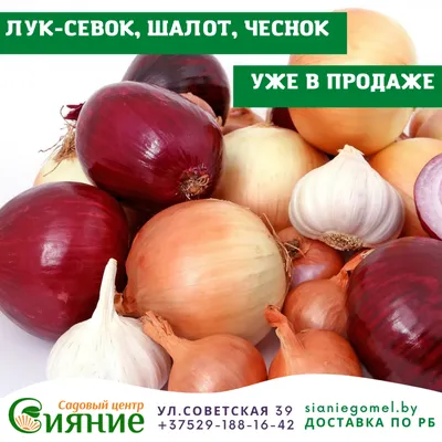 Купить семена Лук шалот Деликатес в Минске и почтой по Беларуси