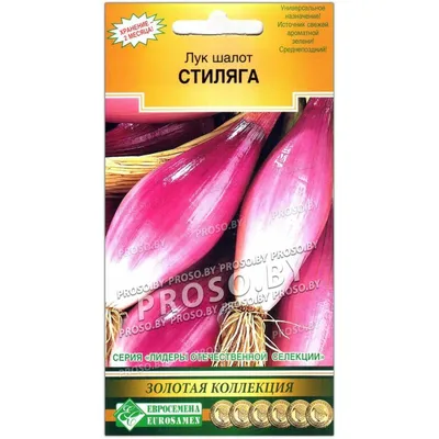 Семена Лук шалот Цебруне: описание сорта, фото - купить с доставкой или  почтой России