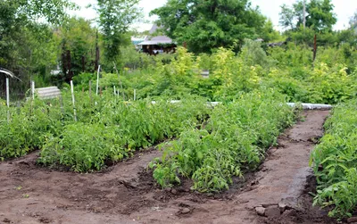 Дача, сад, огород в Viber