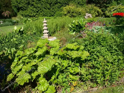 Пять самых красивых травянистых великанов для садового дизайна | Газета  Хозяйство | Дзен
