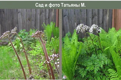 Дармера щитовидная - Пельтифиллум - Травянистые растения для открытого  грунта - GreenInfo.ru