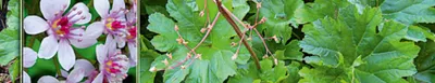 Дармера — роскошный теневыносливый почвопокровник с гигантскими листьями |  Что посадить? | Дзен