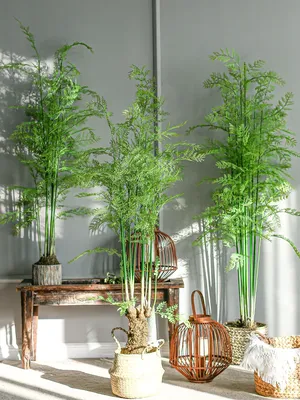 Декор из бамбука - купить бамбуковый декор в Москве, цены в каталоге  интернет-магазина DG-HOME