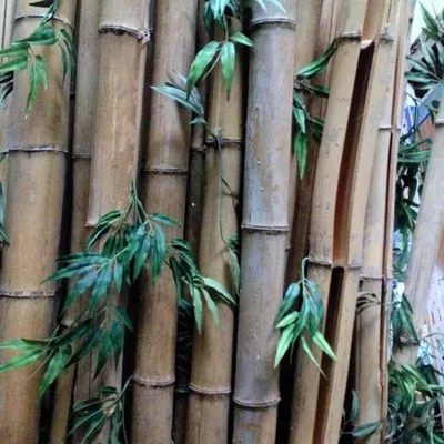 Искусственные стебли бамбука 5 шт. Mriya Fleur 122213618 купить за 1 740 ₽  в интернет-магазине Wildberries