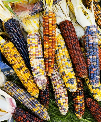 Купить семена Кукуруза Яркие одёжки декоративная — от НПО Сады Росcии