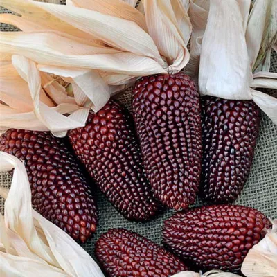 Купить кукуруза декоративная строуберри корн (опт) по цене 18,72 руб. в  интернет магазине \"Первые Семена\"