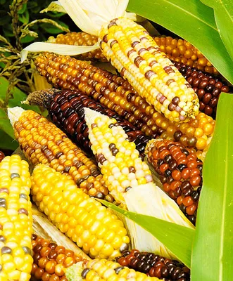 Кукуруза декоративная набор яркие початки, 2 пакета, семена гавриш — купить  в интернет-магазине по низкой цене на Яндекс Маркете