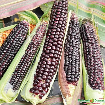 Декоративная кукуруза, муляж кукурузы на вязке ( 4 шт ) (ID#472635541),  цена: 92 ₴, купить на Prom.ua