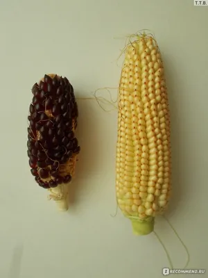 Кукуруза Гавриш Кукуруза - купить по выгодным ценам в интернет-магазине  OZON (1220859943)