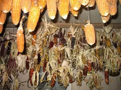 Что такое декоративная кукуруза? | Злаковые, Кукуруза, Посадка семян