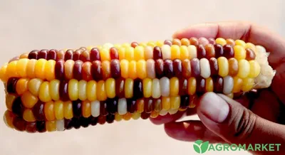 Кукуруза декоративная Земляничная семена купить в Самаре по цене 32 руб.