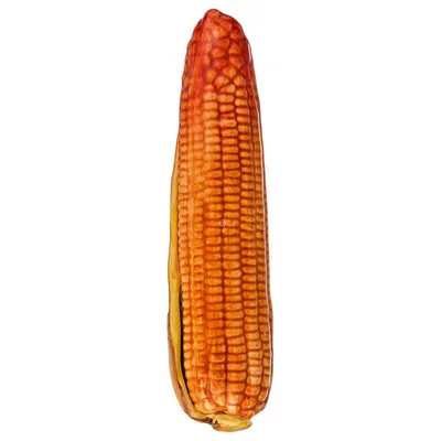 Сухая кукуруза осенняя декоративная задняя ферма Стоковое Фото -  изображение насчитывающей попкорн, естественно: 161106078