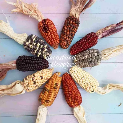 Декоративная кукуруза - особенности, выращивание и уход|Green-club.com.ua