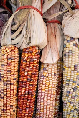 Декоративная кукуруза | Пикабу