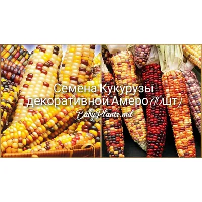 Искусственная кукуруза декоративный муляж маленький желтый 14x4 см (id  93822232), купить в Казахстане, цена на Satu.kz