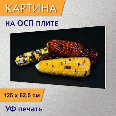 Семена Кукуруза Земляничная 10 шт Гавриш купить по низкой цене в  интернет-магазине - Интернет-магазин «СЕМЕНА ТУТ»