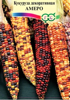 Кукуруза декоративная цветная микс Dec1247
