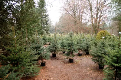 Каталог елок: живые срезанные елки, пихты и ели из Дании с доставкой, цены  и фото новогодних елок