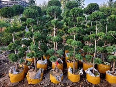 Продаю голубые ёлки в городе Каракол: Договорная ➤ Декоративные деревья |  Каракол | 95230527 ᐈ lalafo.kg
