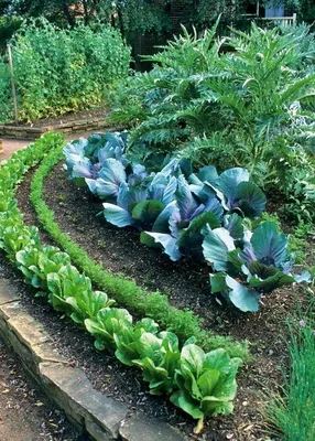 Как сделать огород красивым. Услуги агрономов