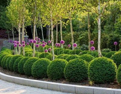 Декоративные деревья и кустарники для озеленения и ландшафтного дизайна сада  и дачи: названия многолетних с розовыми цветами, низкорослых и карликовых -  38 фото