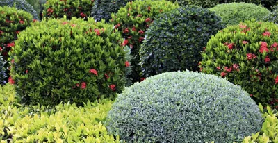 Декоративные кустарники для сада: обзор лучших и советы по посадке