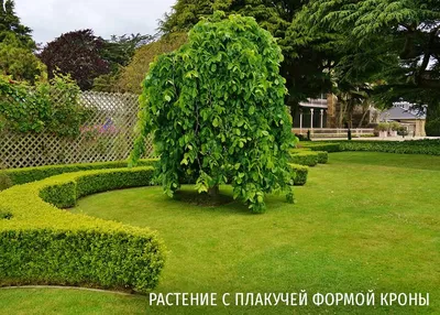 Декоративные растения в вашем саду — Общество — Культура ВРН