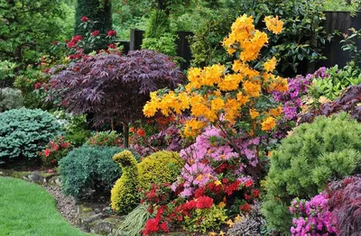 Виды и выращивание цветущих декоративных кустарников | Интернет-магазин  садовых растений