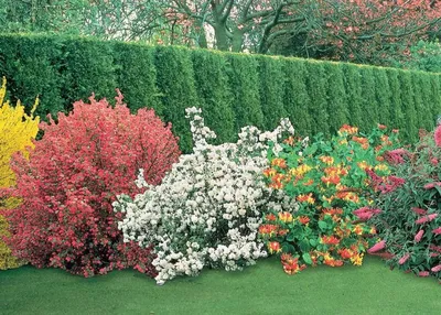 Декоративные кустарники для сада, карликовые декоративные кустарники – как  вырастить и постричь правильно | Houzz Россия