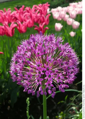 Декоративные луки | Семена цветов, Фиолетовые цветы, Цветочный