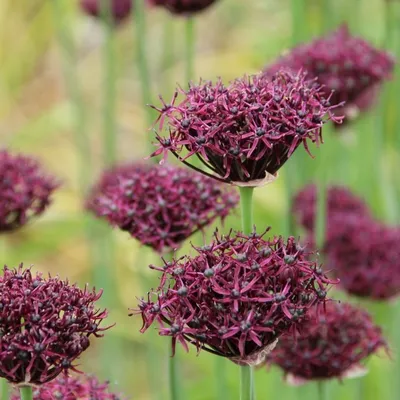 Лук декоративный Purple Sensation - Лук - GardenPlants
